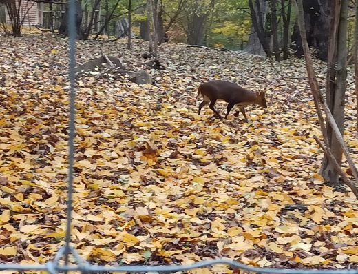 Зоопарк “Звіринець Потоцьких”