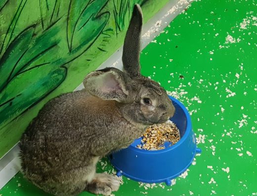 Контактний зоопарк “Звірополіс”