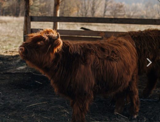 Ранчо “Хайленд”