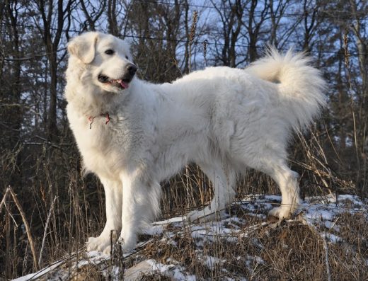 Розплідник Словацьких Чувачів “Поклик Предків”