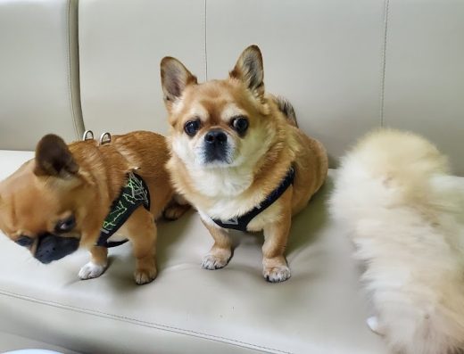 Центр здоров’я тварин “УніВет”