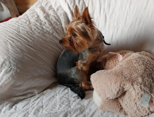 Зооготель “Verdi”