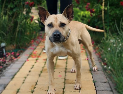 Готель для тварин «Готель для хвостиків»