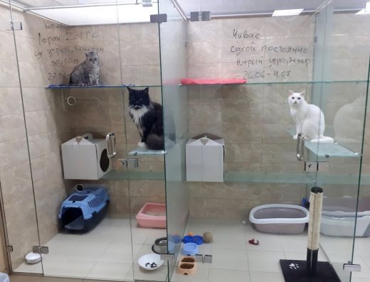 Готель для котів «КАЗКА»