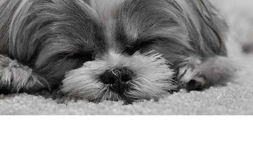 Зооготель домашнього типу “Animalias”