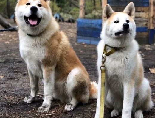 Кінологічний центр Юрія Лучка