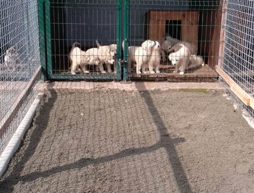 Готель для собак та котів “Вітер”