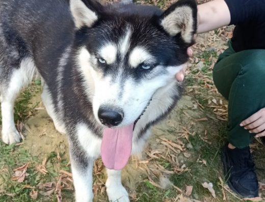 Центр стерилізації тварин