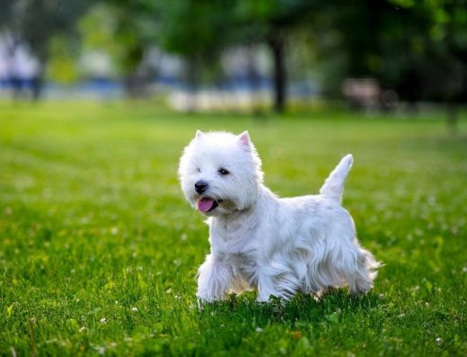 Розплідник Вест Хайленд Уайт Тер’єрів “KRUTIKS LOVE”