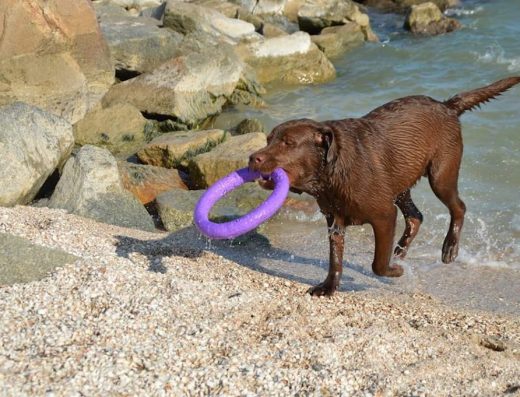 Всеукраїнський племінний центр «АБСОЛЮТ»