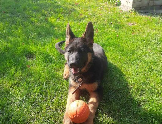 Школа для собак - Dog Training