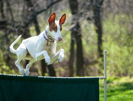 Школа дресирування “Volya Dog Training”