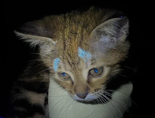 Ветеринарна клініка “VetLife”