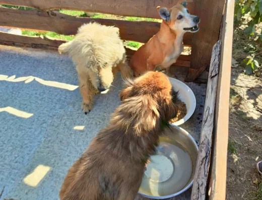 Притулок для тварин «Пегас»