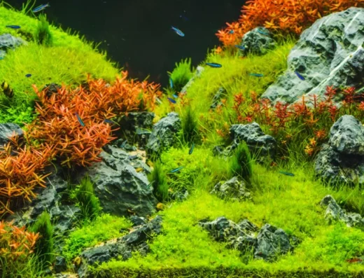 Зоомагазин “Animal Joy”