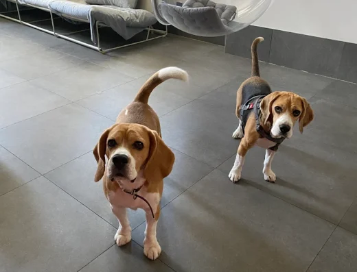 Готель та садочок для собак “BarkCamp”