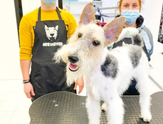 Грумінг салон “Beethoven”