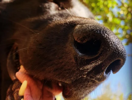 Розплідник Чорних Німецьких Вівчарок