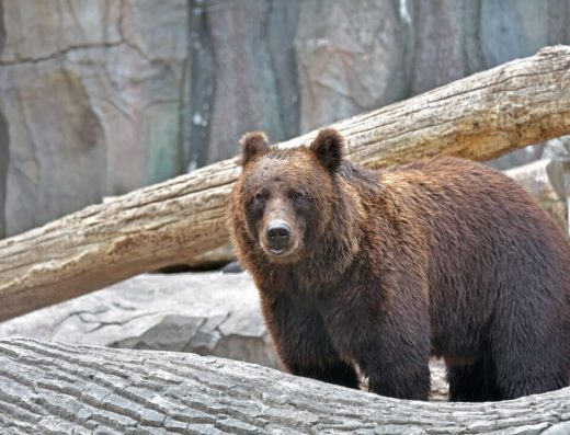 Київський зоопарк