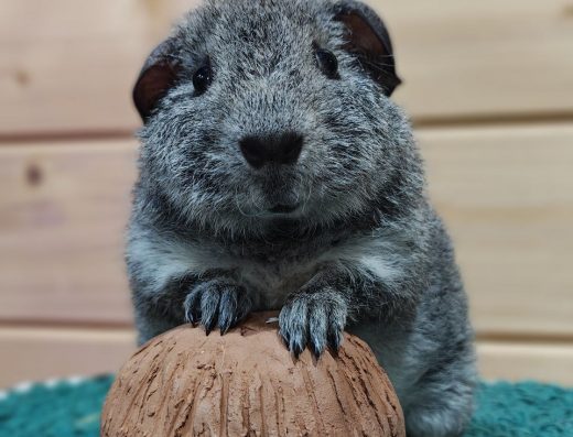 Морські Свинки породи Американський Тедді (Хлопці)