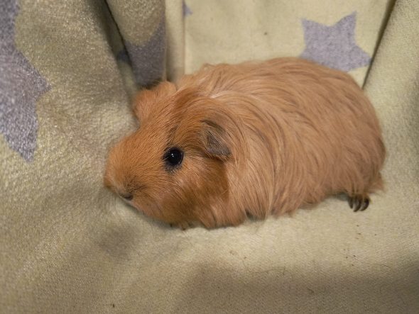 Касай Олена