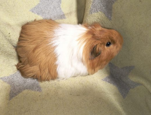 Морська свинка породи Шелті