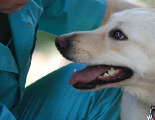 Ветеринарний лікар (Терміновий виклик)