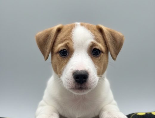 Цуценя Джек Рассел