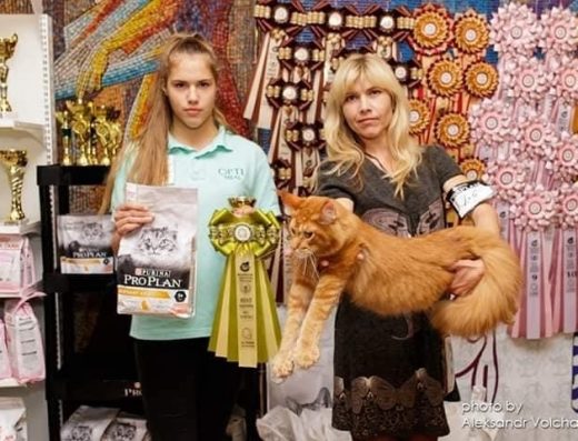 Розплідник Мейн-кунів “Arinecoons”