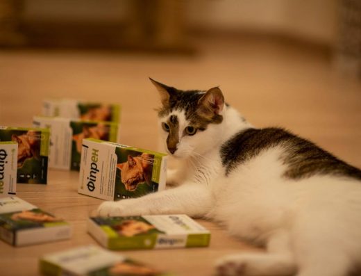 Центр Адопції Тварин “Animal SOS Odessa”