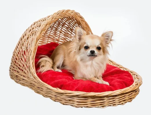 Розплідник Чихуахуа “Chimayo Originals”