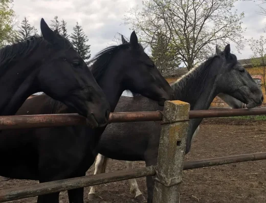 Дібрівський Кінний Завод №62