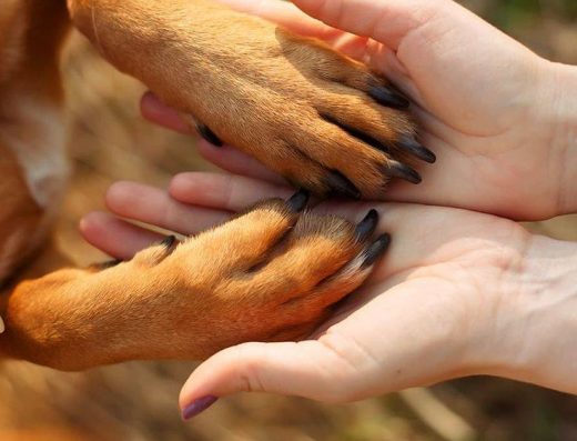 Притулок для тварин «Друг»