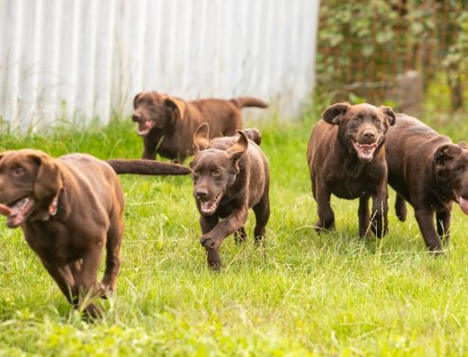 Розплідник шоколадних Лабрадор Ретриверів “IN HEART”