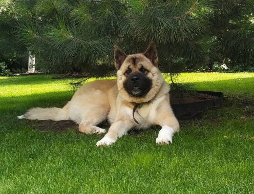 Розплідник Американської акіти “Fire Amaterasu”