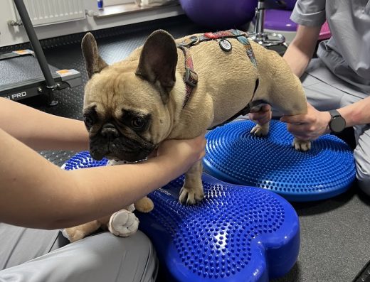 Центр реабілітації та фізичного здоров’я тварин “Pet Step Up”