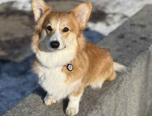 Розплідник Німецької Вівчарки та Вельш-коргі “AMADEUS BURG”