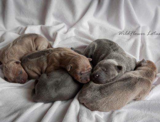 Розплідник Тайських ріджбеків “WildFlower Lotus”