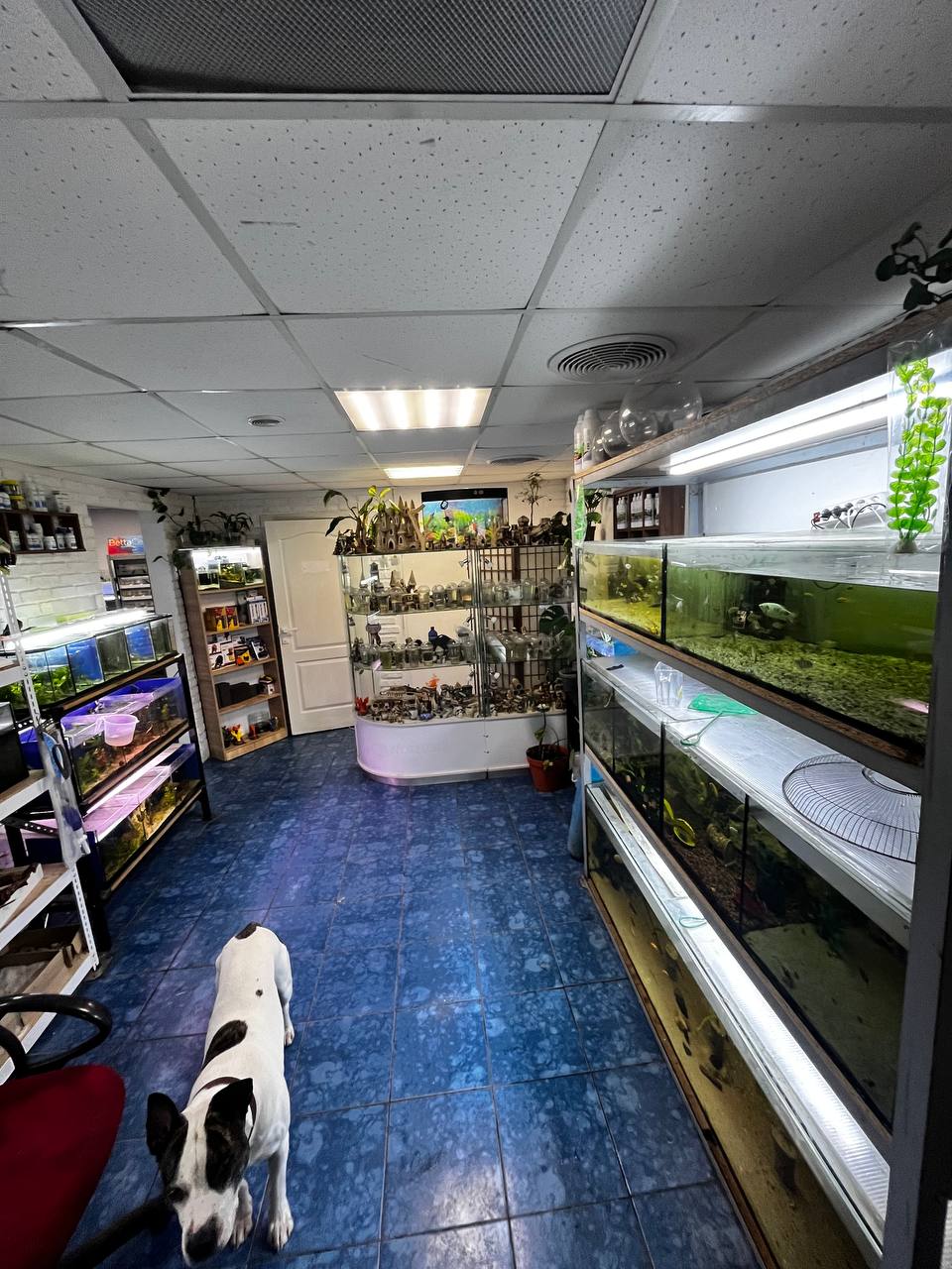 Магазин акваріумістики «Lucky fish»
