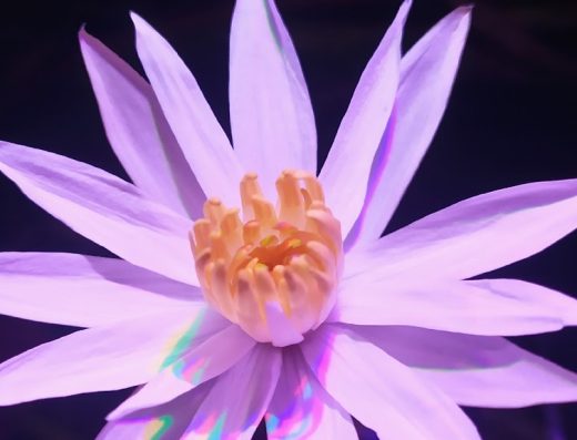 Магазин акваріумістики “Водна Планета”