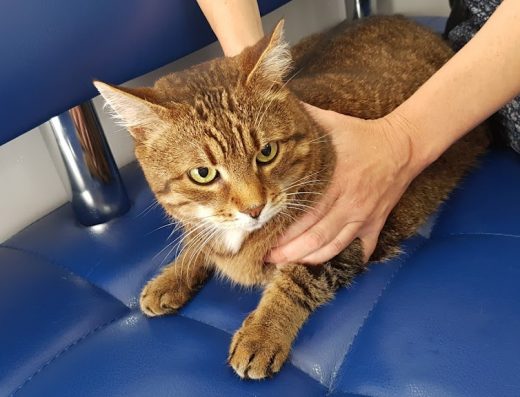 Клініка Ветеринарної Медицини.