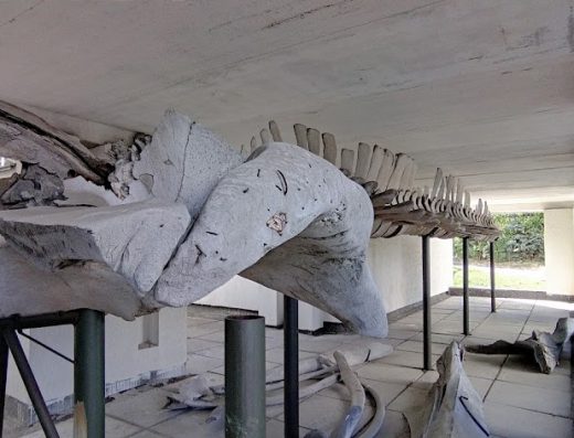 Клініка Факультету Ветеринарної Медицини Національного Університету Біоресурсів та Природокористування України