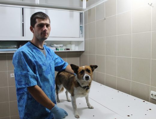 Ветеринар на дім