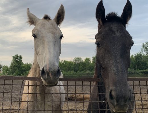 Запорізький Кінний Завод №86