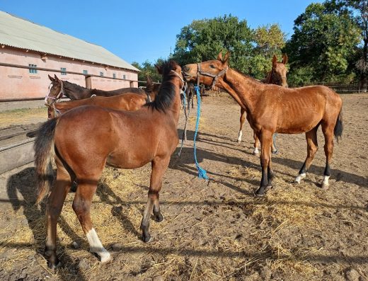 Олександрійський кінний завод №174