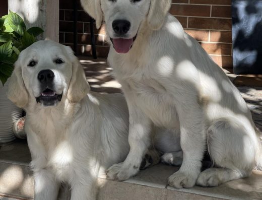 Розплідник Лабрадорів та Золотистих Ретриверів “Fantasy Fly”