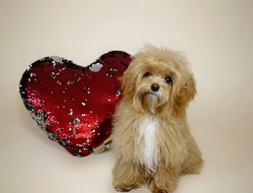 Мальтіпу F1 T-Cup: Міні Дівчинка (1.5 кг)