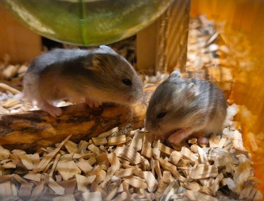 Джунгарські хом’ячки, дитинчата (хом’як, джунгарик)