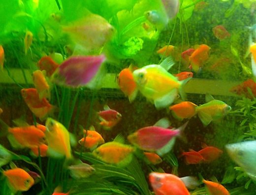 Акваріумні рибки в асортименті