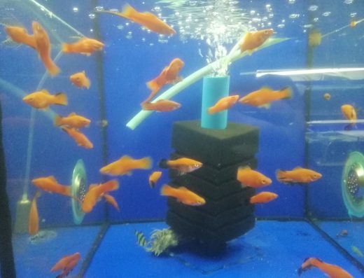 Живородні акваріумні рибки: мечоносці, моллінезії, гуппі